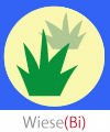 wiese